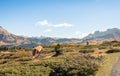 Wild horse grazing atop the Dolomites