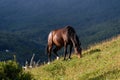 Wild horse grazing in Cerro Alarken Nature Reserve, Ushuaia, Argentina Royalty Free Stock Photo