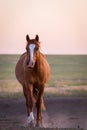 Wild horse grazing in a field at sunrise Royalty Free Stock Photo