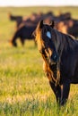 Wild horse grazing in a field at sunrise Royalty Free Stock Photo