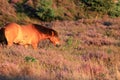 Wild horse grazing on a flowering heather field Royalty Free Stock Photo