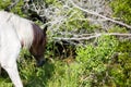 Wild horse grazing and getting water from stream Royalty Free Stock Photo