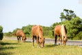 Wild horse grazing on grass side of road Royalty Free Stock Photo