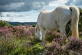 Wild horse grazing on heather moors in National Park Royalty Free Stock Photo