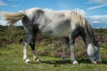 Wild horse grazing on heather moors in National Park Royalty Free Stock Photo