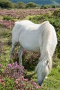 Wild horse grazing on heather moors in National Park Royalty Free Stock Photo