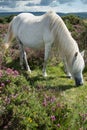 Wild horse grazing on heather moors in National Park Royalty Free Stock Photo