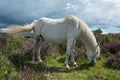 Wild horse grazing on heather moors in National Park Royalty Free Stock Photo