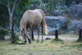 Wild horse Grazing at home street. Royalty Free Stock Photo