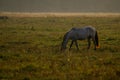 Wild horse grazing in the meadow on foggy summer morning Royalty Free Stock Photo