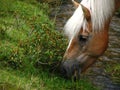 Wild horse grazing next to a creek Royalty Free Stock Photo