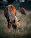 Wild horse grazing on pastureland. Royalty Free Stock Photo