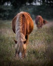 Wild horse grazing on pastureland. Royalty Free Stock Photo