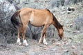 Wild Horses Salt River Tonto National Forest