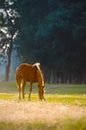 A wild horse head profile