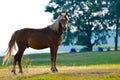 A wild horse head profile portrait