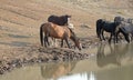 Wild Horse herd / band with baby colt drinking at the waterhole in the Pryor Mountains Wild Horse Range - Montana USA Royalty Free Stock Photo