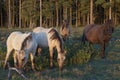 Wild horse herd on pasture Royalty Free Stock Photo