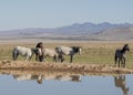 Wild Horse Herd Reflected in a Desert Pond Royalty Free Stock Photo