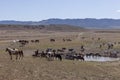 Wild Horse Herd in Spring in the Utah Desert Royalty Free Stock Photo