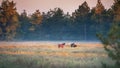 Wild horse herd standing on pasture Royalty Free Stock Photo