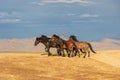 Wild Horse Herd in the Utah Desert Royalty Free Stock Photo