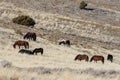 Wild Horse Herd in the Utah Desert Royalty Free Stock Photo
