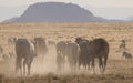 Wild Horse Herd in the Utah Desert in Summer Royalty Free Stock Photo