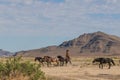 Wild Horse Herd in the Utah Desert Royalty Free Stock Photo