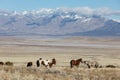 Wild Horse Herd in the Utah Desert in Winter Royalty Free Stock Photo