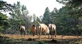 Wild Horse Herd walking on Tillett Ridge in the Pryor Mountain Wild Horse Range in Montana - Wyoming