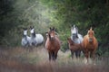 Wild horse herd Royalty Free Stock Photo