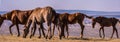 Wild Horse Herd In Wyoming Wilderness Royalty Free Stock Photo