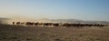 Wild horse herds running in the desert, kayseri, turkey
