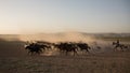 Wild horse herds running in the reed, kayseri, turkey Royalty Free Stock Photo