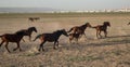 Wild horse herds running in the desrt, kayseri, turkey Royalty Free Stock Photo