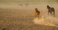 Wild horse herds running in the reed, kayseri, turkey Royalty Free Stock Photo