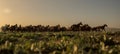 Wild horse herds running in the reed, kayseri, turkey Royalty Free Stock Photo