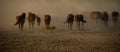 Wild horse herds running in the reed, kayseri, turkey Royalty Free Stock Photo