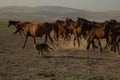 Wild horse herds running in the reed, kayseri, turkey Royalty Free Stock Photo