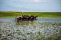 Wild horse herds running in the reed Royalty Free Stock Photo