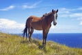 Wild Horse on hilltop