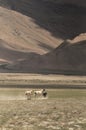 Wild horses at Himalaya mountains. Leh, Ladakh. India Royalty Free Stock Photo