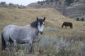 Wild horse horses outside grazing.