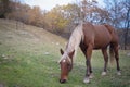 Wild horse like mustang graze on meadows