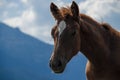 A wild horse looks into the distance against the mountain peaks of the Carpathian Mountains Royalty Free Stock Photo