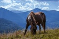 A wild horse looks into the distance against the mountain peaks of the Carpathian Mountains