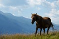 A wild horse looks into the distance against the mountain peaks of the Carpathian Mountains Royalty Free Stock Photo