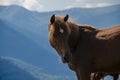 A wild horse looks into the distance against the mountain peaks of the Carpathian Mountains