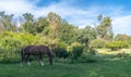 Wild horse on lovely farm in Argentina Royalty Free Stock Photo